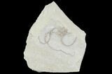 Bargain, Jurassic Brittle Star (Sinosura) Fossil - Solnhofen #106025-1
